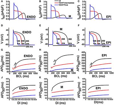 V241F KCNQ1 Mutation Shortens Electrical Wavelength and Reduces Ventricular Pumping Capabilities: A Simulation Study With an Electro-Mechanical Model